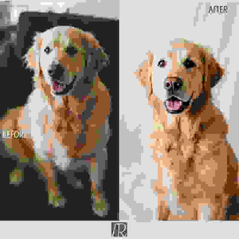 Photo d'animal → pixel art cadeau encadré Avant
